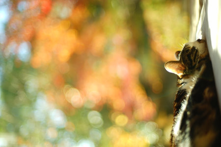 An old tabby cat napping against the background of autumn leavesの写真素材