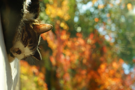 An old tabby cat napping against the background of autumn leavesの写真素材