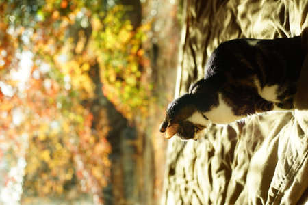 An old tabby cat relaxing against the background of autumn leavesの写真素材