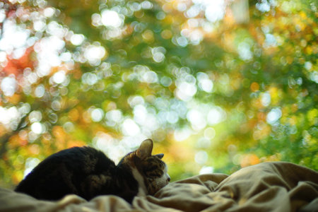 An old tabby cat relaxing against the background of autumn leavesの写真素材