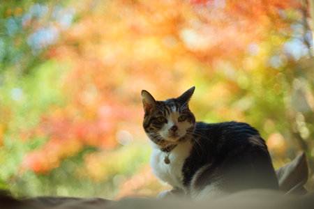 An old tabby cat relaxing against the background of autumn leavesの写真素材