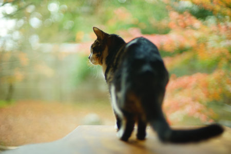 An old tabby cat relaxing against the background of autumn leaves