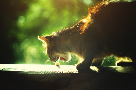 Stray cat eating piece of cheese on wooden bench, green grass on the background.の写真素材