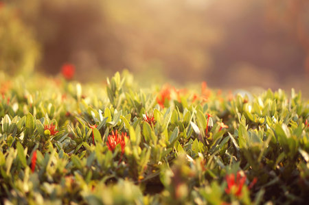 A high resolution macro shot of shrub grass in the sunshine rays.の写真素材