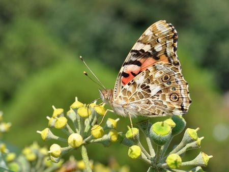 vanessa cardui, painted ladyの写真素材