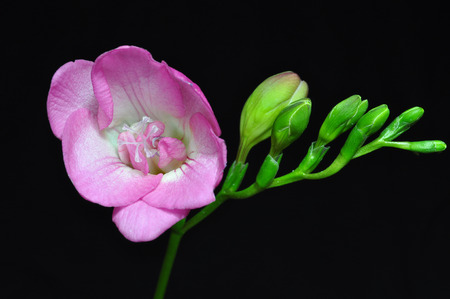 single pink freesia isolated on blackの写真素材