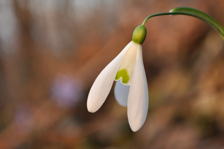 snowdrops, Galanthus nivalisの写真素材