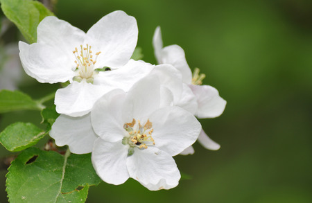 Apple flowers, spring flowersの写真素材