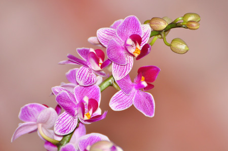 Phalaenopsis, Orchid isolated oの写真素材