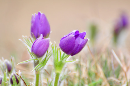 Pulsatilla patens, pasque flowerの写真素材