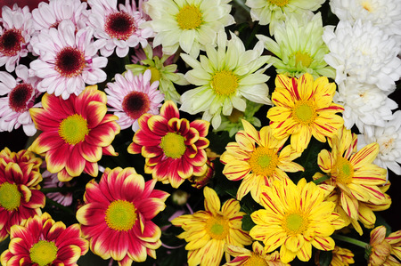 colorful chrysanthemum の写真素材