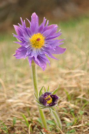 pasque flower, Pulsatilla patens, rare versionの写真素材