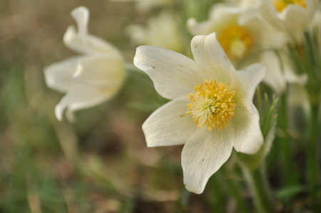 Pasque flowers, white version, Pulsatilla patens の写真素材