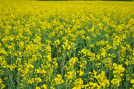 Colza, Brassica rapa の写真素材