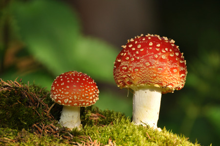 Fly agaric, toadstool, Amanita muscaria の写真素材