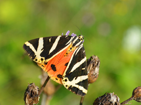 Euplagia quadripunctaria, Jersey Tigerの写真素材