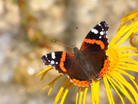 Red Admiral, Vanessa atalantaの写真素材