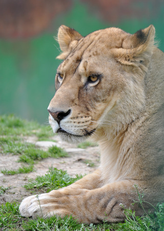 portrait of a lioness, Panthera Leoの写真素材