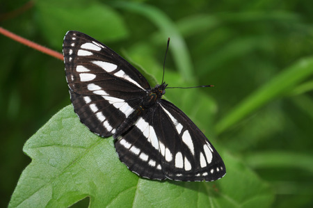 common glider, Neptis sappho の写真素材