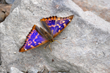 Apatura metis, Purple emperor の写真素材