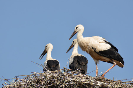 White stork, Ciconia ciconia,  birds on nest の写真素材