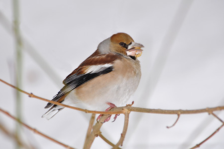 hawfinch, Coccothraustes coccothraustesの写真素材