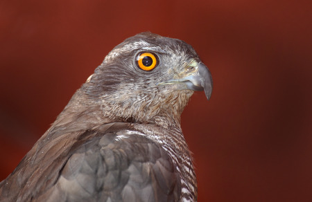 Accipiter gentilis, Goshawk の写真素材