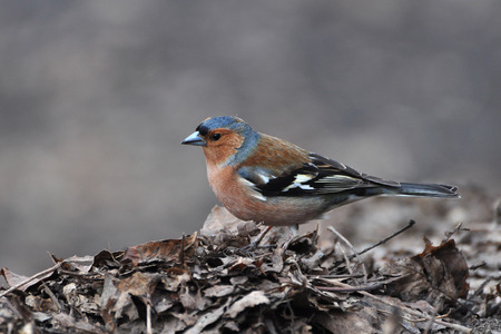 Chaffinch, Fringilla coelebs の写真素材