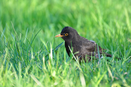 Turdus merula, Black bird の写真素材