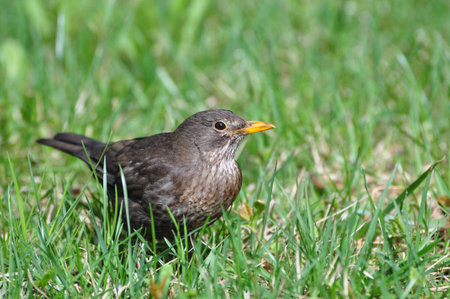 Turdus merula, Black bird 