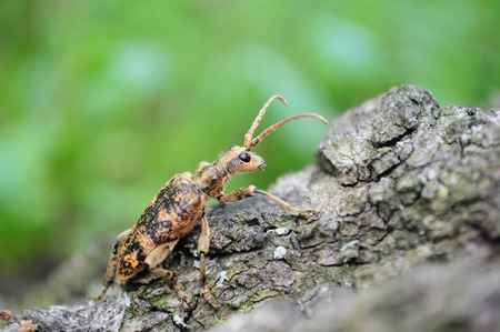 Rhagium inquisitor, Ribbed pine borerの写真素材