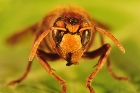 Giant hornet, Vespa crabroの写真素材