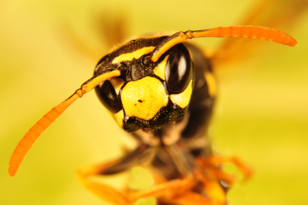 Hornet portrait, Bee portrait macroの写真素材