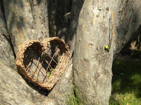 wicker heart on base of treeの写真素材