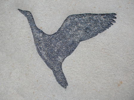 bird sidewalk imprintの写真素材