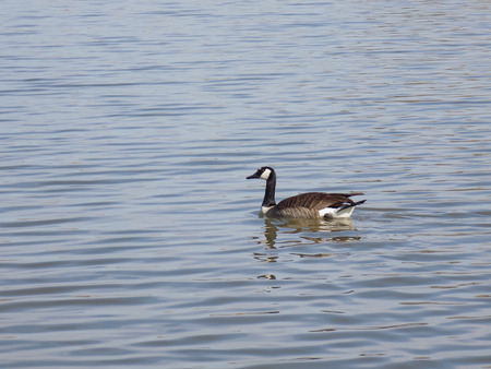 Duck on waterの写真素材