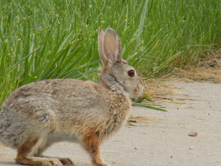 Jack Rabbitの写真素材