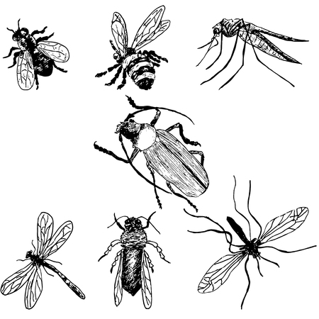 Hand-drawn insects. Bee, fly, mosquito, hook, dragonfly, waspのイラスト素材