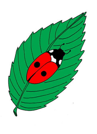An illustration of a ladybug on a leaf, isolated on a white background.のイラスト素材