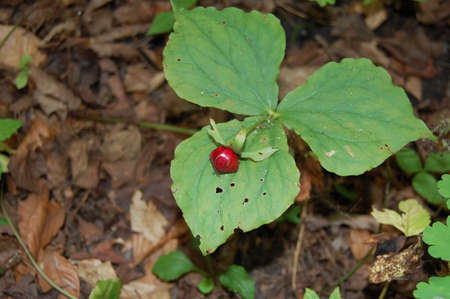 A photo of a flower blossom.の写真素材