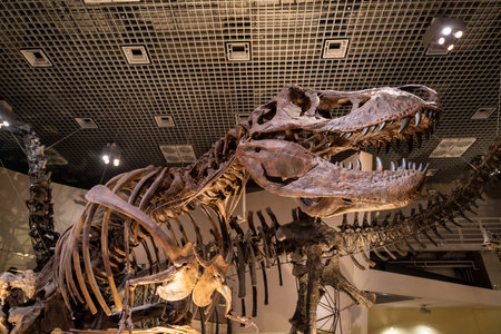 Tyrannosaurus Rex fossilのeditorial素材