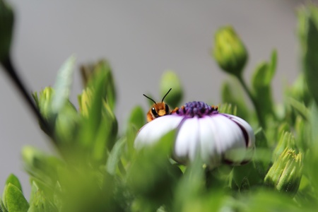 Bee on a white flowerの写真素材