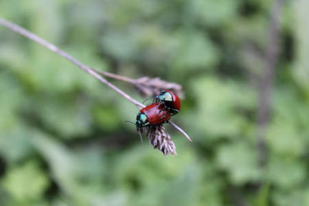 ladybugs in love on grassの写真素材