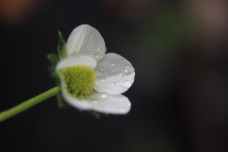Flower with white petalsの写真素材