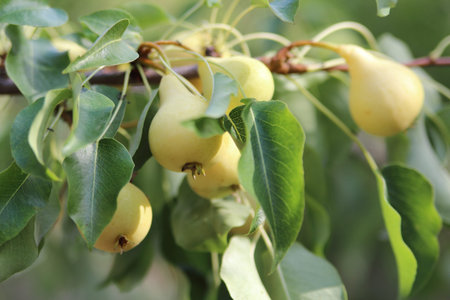 Ripe pears on a branchの写真素材
