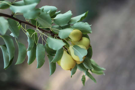 Pears on a branchの写真素材