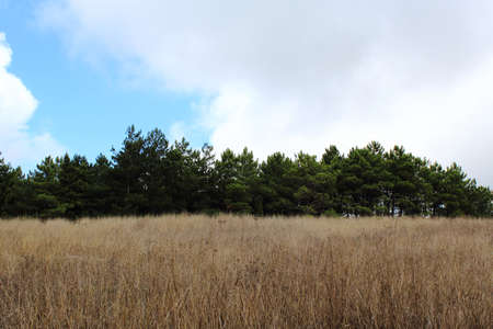 Meadow in the mountains in autumnの写真素材