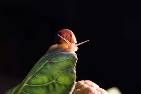 snail on a green leaf of cauliflowerの写真素材