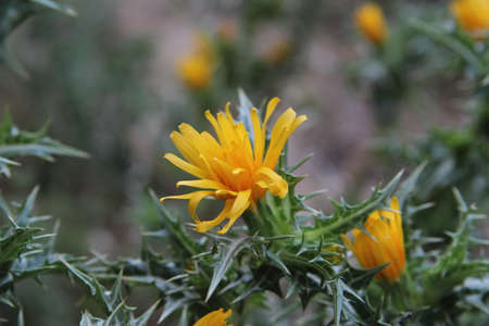 Yellow flower in the middle of a fieldの写真素材