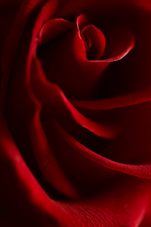 Close up of a red roseの写真素材